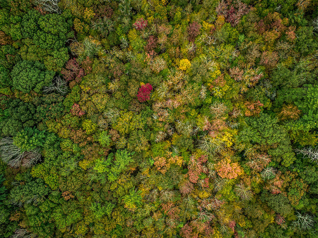 Fall Color Aerial Photography Promotion